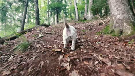 Glücklicher-Hund-West-Highland-Terrier-Läuft-Im-Wald