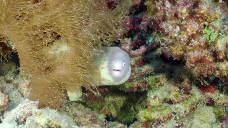 Geometric-moray-in-soft-corals-at-the-bottom-of-the-sea