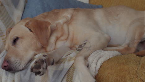 Cute-Labrador-dog-at-home-sleeping-on-soft-warm-cozy-sofa-waking-up-from-dreaming,-close-up