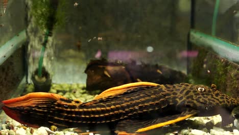 Detailed-Black-Orange-Spotted-Gigas-Ancistrus-Catfish-Pleco-Sitting-On-The-Bottom-Of-An-Aquarium-Tank-In-A-Pet-Shop