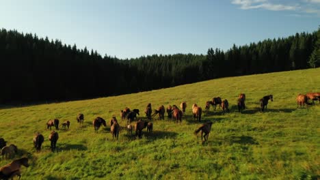 Drone-shot-of-black-and-brown-horses-grazing-freely-close-to-a-forest