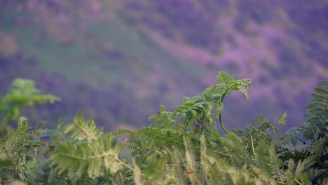 Lush-green-Bracken-ferns-waving-in-the-wind-with-defocused-background-in-the-English-Lake-District