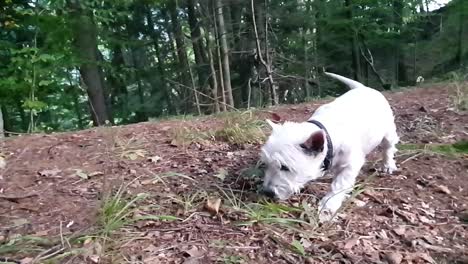 Small-white-dog-smelling-grass-in-the-woods