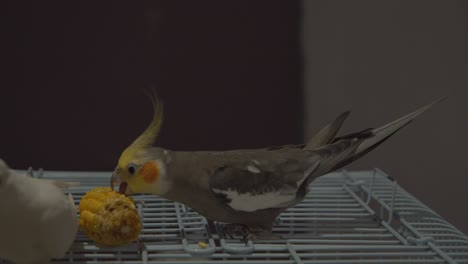 Cockatiels-outside-their-cage-enjoying-corn-which-is-their-favorite-bird-food