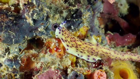 Purple-spotted-yellow-flatworm-crawling-on-coral-polyp-at-the-bottom-of-the-sea