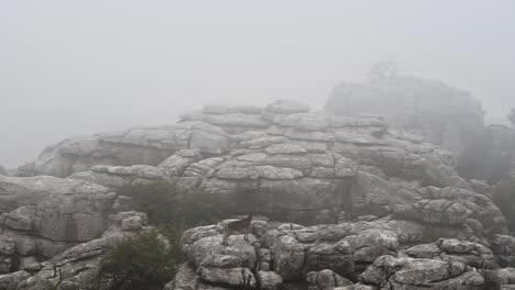 Iberian-ibex-on-El-Torcal-de-Antequera-mountain-rocks-on-a-foggy-day