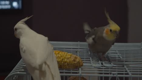 Corn-on-the-cob-are-these-cockatiels-favorite-snack