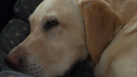 Nahaufnahme-Eines-Niedlichen-Goldenen-Labrador-Hundes,-Der-Sich-Zu-Hause-Ausruht,-Schaut-Nach-Oben,-Verschiedene-POV