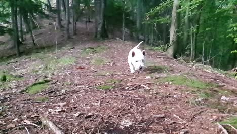 Süßer-Kleiner-West-Highland-Terrier,-Der-Im-Wald-Den-Hügel-Hinauf-Geht