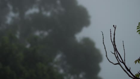 Branch-in-Wind-On-Foggy-Day-with-Blurry-Tree-in-Background