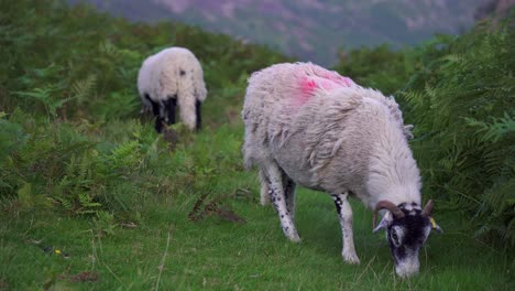 Wollige-Gehörnte-Swaledale-Schafe,-Die-Unter-Den-Farnen-Im-Lake-District,-Cumbria,-England,-Großbritannien-Weiden