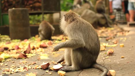 Mono-Balinés-En-El-Bosque-De-Los-Monos-Ubud-Comiendo-Comida,-Cosas-Que-Hacer-En-Vacaciones