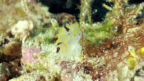 A-sea-slug-crawling-on-algae