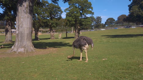 Ostrich-pecks-at-the-grass-searching-for-food-with-Giraffes-in-the-background-at-Safari-Park