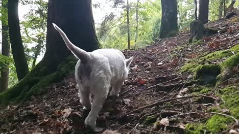 Dog-in-the-forest
