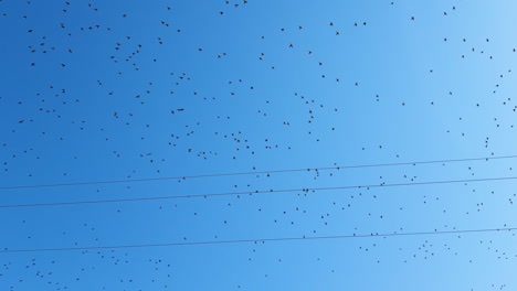 Bid-flock-of-birds-flying-high-in-blue-sky-during-a-sunny-day