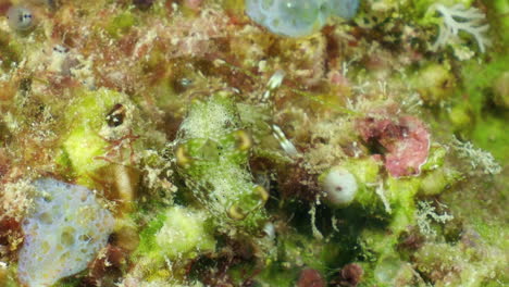 A-sea-slug-Elysia--crawling-on-algae.-Closeup
