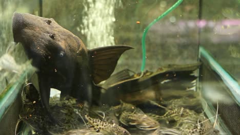 Large-Black-Colombian-Blue-Eyed-Panaque-suck-glass-On-Bottom-Of-Aquarium-Tank-With-Malawi-Spotted-Syno-Catfish-Swimming-Around