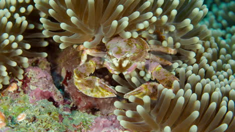 Gefleckte-Porzellankrabbe-Mit-Eiern-In-Einer-Seeanemone