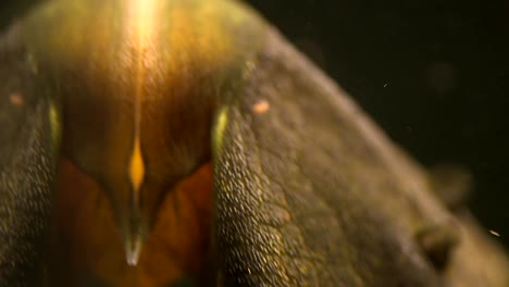 Extreme-Close-Up-of-Face,-mouth,-Odontodes,-eye-and-sucker-Of-A-Pleco-Catfish-Suctioned-Onto-The-Glass-Of-An-Aquarium-Tank