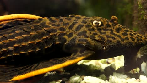 Close-Up-Detailed-Black-Orange-Gold-Spot-Common-Pleco-Catfish-Sitting-on-the-bottom-of-the-river
