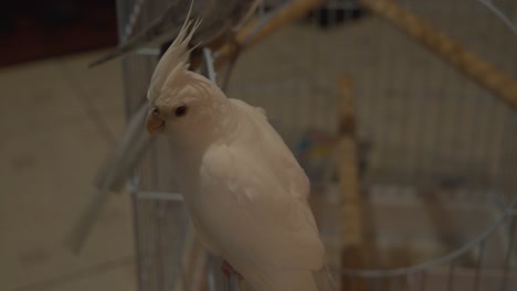 Whiteface-cockatiel-enjoying-life-outside-the-cage