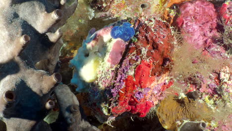 Eine-Große-Dornige-Muschelauster-öffnet-Ihren-Mund-Am-Korallenriff