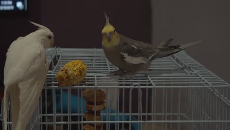 Maiskolben-Sind-Das-Lieblingsvogelfutter-Von-Nymphensittichen,-Wie-In-Diesem-Video-Zu-Sehen-Ist