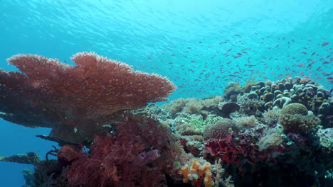 Ein-Farbenfroher-Korallenpolyp-Und-Ein-Schwarm-Goldener-Kehrfische-Treiben-Um-Das-Riff-Herum