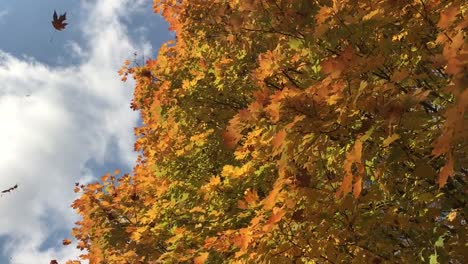 Bunter-Herbsthimmelhintergrund-Mit-Isolierten-Blättern,-Die-Anmutig-Herumwirbeln-Und-In-Zeitlupe-Von-Einem-Blauen-Himmelshintergrund-Fallen