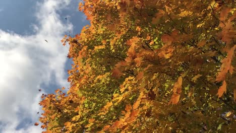 Colorful-Autumn-sky-background-with-isolated-leaves-gracefully-twirling-around-and-falling-from-a-blue-sky-background
