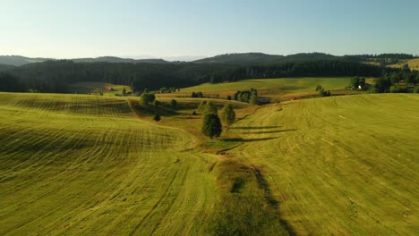 Aerial-drone-flight-over-a-freshly-mowed-meadow-with-trees-close-to-a-forest