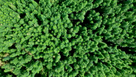 AERIAL:-Camera-Down-Shot-and-Reveal-Shot-of-Slowly-Ascending-Drone-of-Vast-Waving-in-the-Wind-Cannabis-Weed-or-Hemp-Plants-Field-on-a-Brigt-Day
