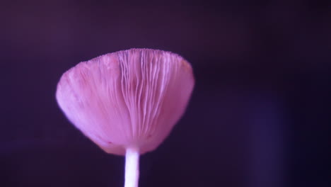 Mushroom-cap-withers-in-time-lapsed-motion