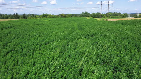 Antenne:-Wehen-Von-Cannabiskraut-Oder-Hanfpflanzen-An-Einem-Sonnigen-Hellen-Tag-Mit-Blauem-Himmel-Und-Wolken-Im-Hintergrund,-Aufnahme-Mit-50-Fps,-Zeitlupe