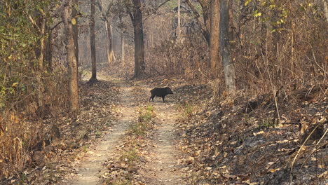 Ein-Wildschwein-In-Den-Wäldern-Und-Dschungeln-Des-Chitwan-nationalparks-In-Nepal
