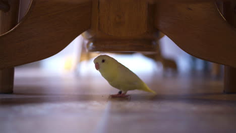 Small-lineolated-parakeet-standing-still-under-a-wooden-kitchen-table-leg