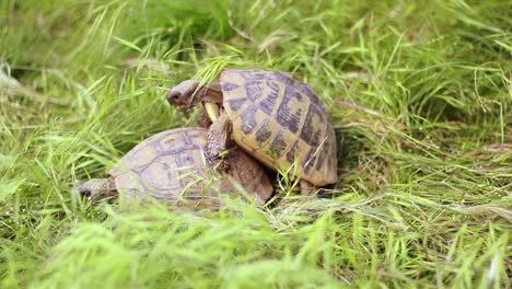 Ein-Paar-Schildkröten,-Die-Sich-Auf-Dem-Grünen-Gras-Lieben