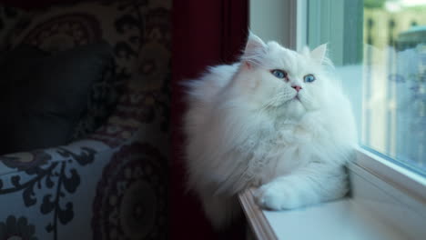 Fluffy-white-Persian-cat-sits-in-window