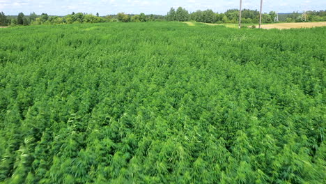 AERIAL:-Vast-Field-of-Cannabis-Weed-or-Hemp-Plants-on-a-Bright-Sunny-Beautiful-Day,-Shot-at-50-FPS,-Slow-Motion