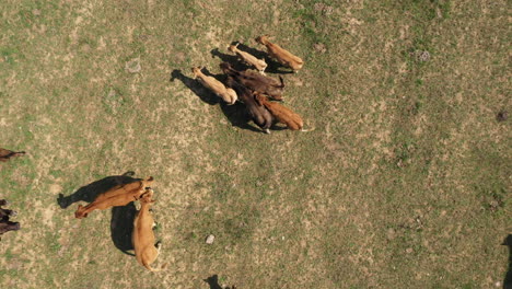 AERIAL:-Camera-Down-Drone-Shot-of-Closing-In-on-Herd-of-Beautiful-Brown-Cows-that-are-Grazing-Grass-on-a-Meadow