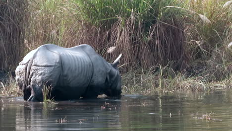 The-rare-one-horned-rhino-in-a-river-of-Nepal