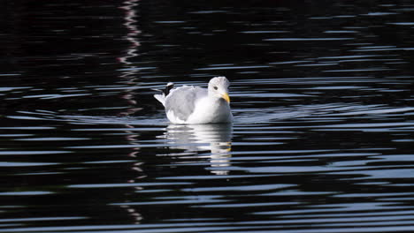 A-closeup-slow-motion-shot-of-a-seagull-on-a-calm-water-in-the-morning