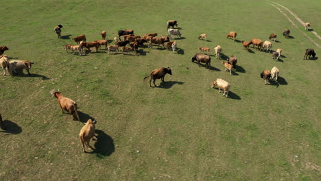 AERIAL:-Rotating-Drone-Shot-of-Herd-of-Beautiful-Brown-Cows-Waving-Tails-that-are-Grazing-Grass-on-Meadow