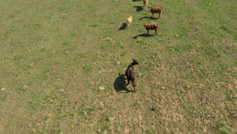 Antenne:-Enthüllen-Sie-Eine-Drohnenaufnahme-Einer-Herde-Schöner-Brauner-Kühe,-Die-Gras-Auf-Einer-Hügelwiese-Mit-Wald-Und-Straße-Im-Hintergrund-Weiden-Lassen