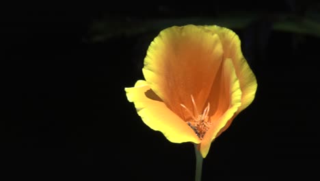 A-single-yellow-flower-gently-sways-in-the-breeze,-close-up-and-a-dark-background
