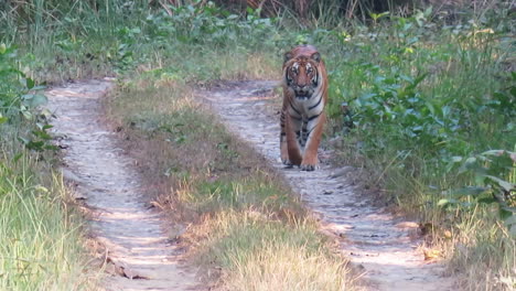 Un-Tigre-De-Bengala-Caminando-Por-Un-Camino-De-Tierra-En-El-Parque-Nacional-De-Chitwan-En-Nepal