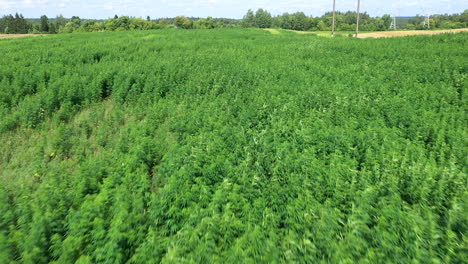 AERIAL:-Flying-Over-Backwards-Over-Waving-Cannabis-Weed-or-Hemp-Plants-on-a-Sunny-Brigt-Day-with-Blue-Sky-and-Clouds-in-the-Background,-Shot-at-50-FPS,-Slow-Motion