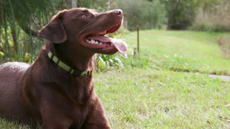 Happy-Chocolate-Labrador-Retriever-Hund-Liegend---Keuchend