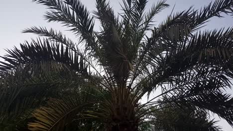 Palm-tree-waving-its-leaves-during-a-windy-afternoon-with-sky-as-background,-camera-tilt-up